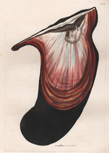 Winged Muscle (Mussel)